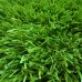 Штучна трава Turfgrass YALENA Olive 40/20